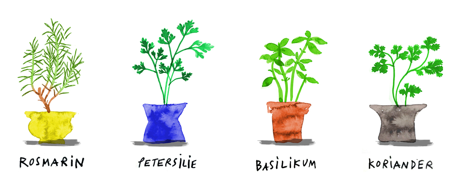Gezeichnet: vier Blumentöpfe mit Rosmarin, Petersilie, Basilikum und Koriander